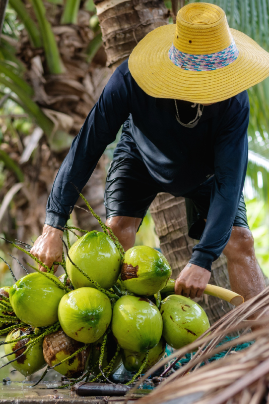 Coconut plantation at Ampawa, Thailand