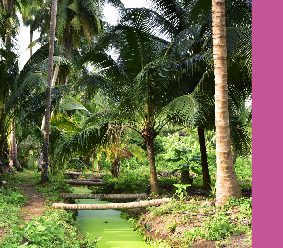 Ampawa - Coconut Plantation